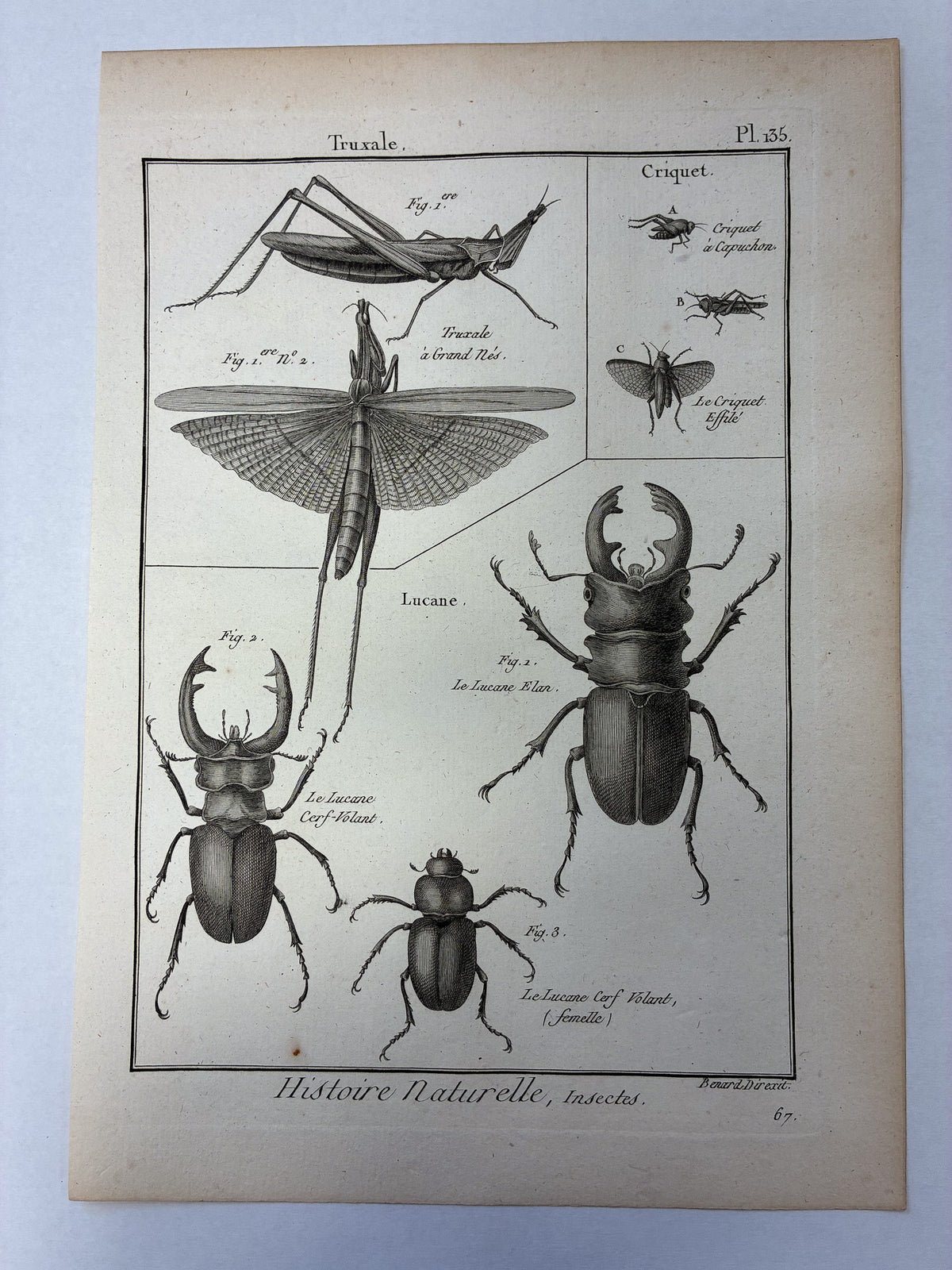 Set aus 12 originalen Kupferstichen aus dem 18. Jahrhundert – Histoire Naturelle: Insectes – Robert Bénard, ca. 1785–1790