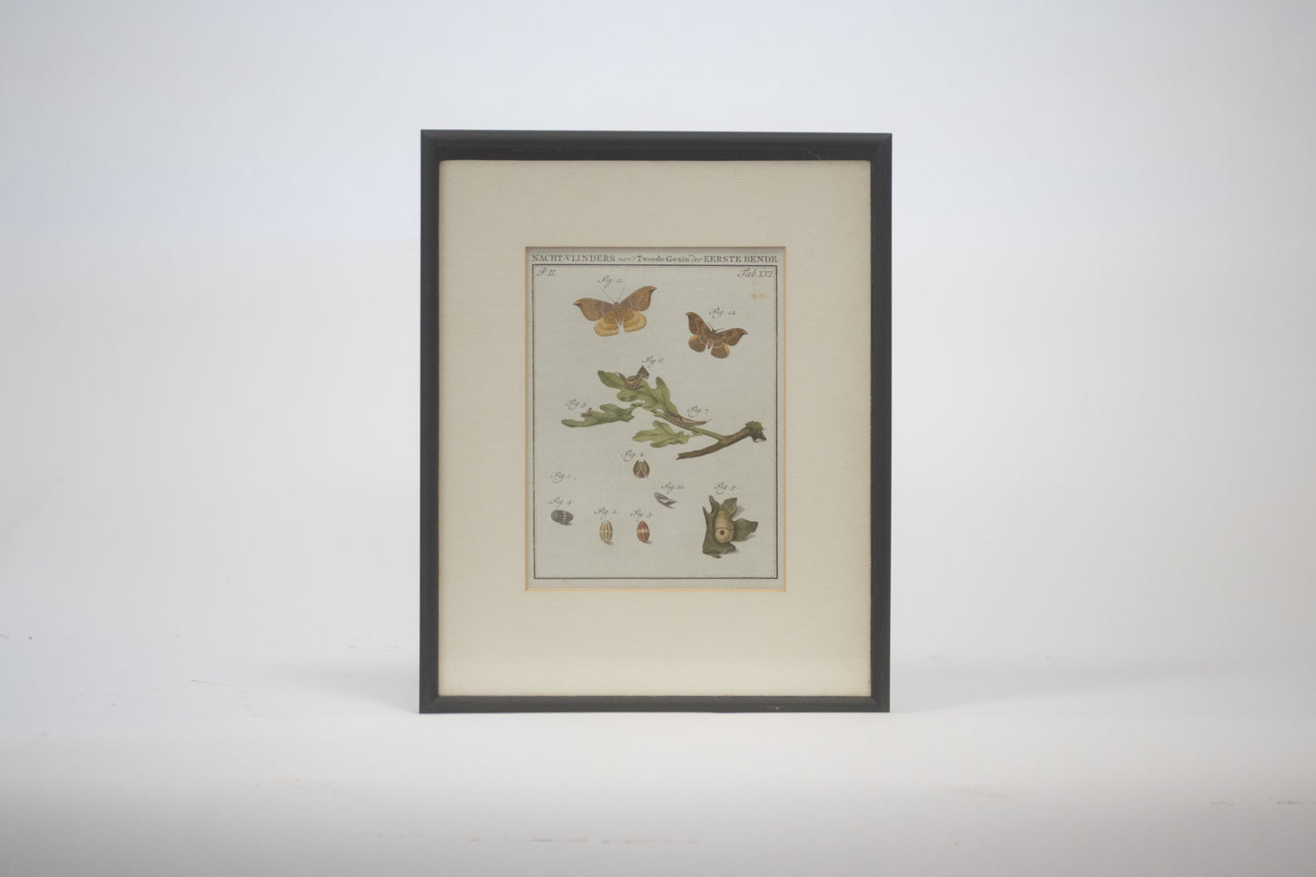 twee prenten met nachtvlinders