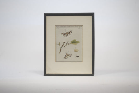 twee prenten met nachtvlinders