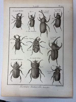 Set aus 12 originalen Kupferstichen aus dem 18. Jahrhundert – Histoire Naturelle: Insectes – Robert Bénard, ca. 1785–1790