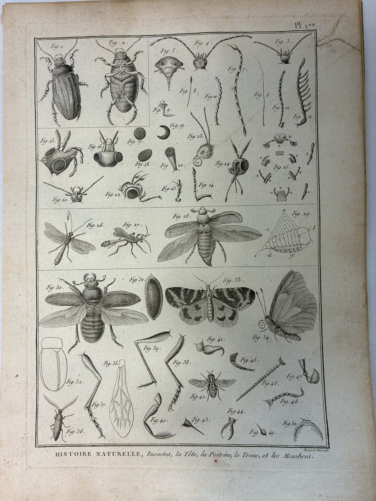 Set aus 12 originalen Kupferstichen aus dem 18. Jahrhundert – Histoire Naturelle: Insectes – Robert Bénard, ca. 1785–1790