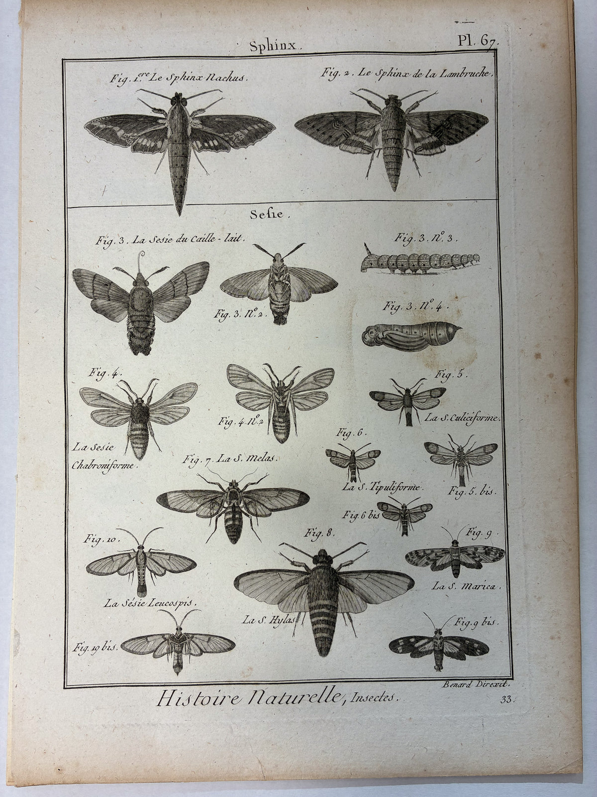 Set aus 12 originalen Kupferstichen aus dem 18. Jahrhundert – Histoire Naturelle: Insectes – Robert Bénard, ca. 1785–1790