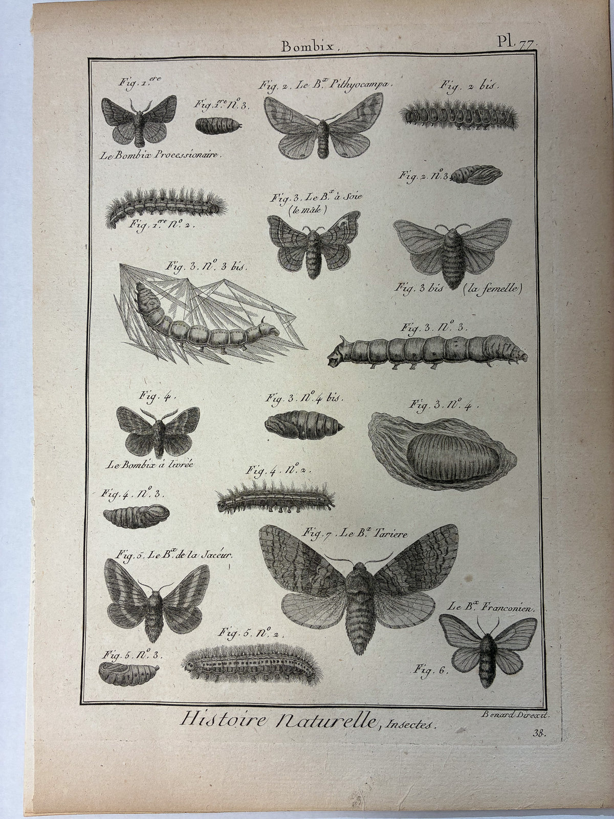 Set aus 12 originalen Kupferstichen aus dem 18. Jahrhundert – Histoire Naturelle: Insectes – Robert Bénard, ca. 1785–1790