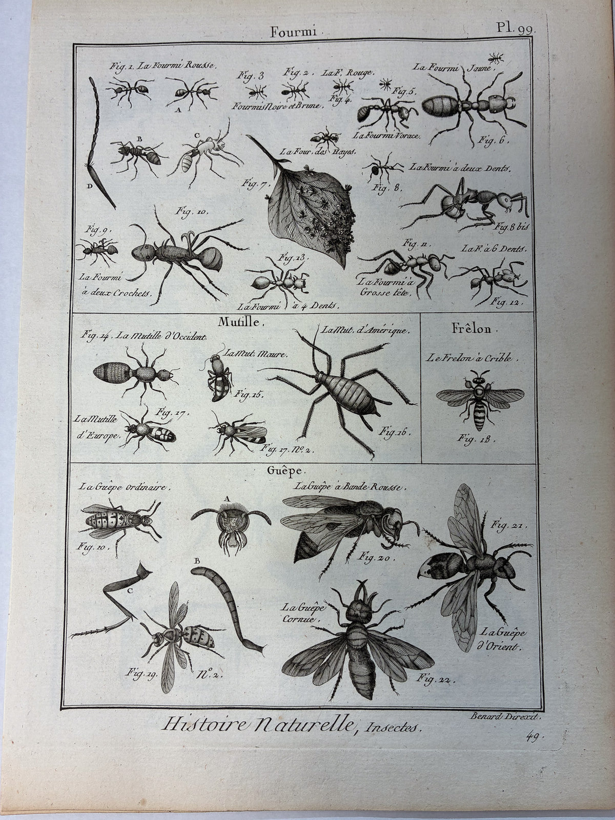 Set aus 12 originalen Kupferstichen aus dem 18. Jahrhundert – Histoire Naturelle: Insectes – Robert Bénard, ca. 1785–1790