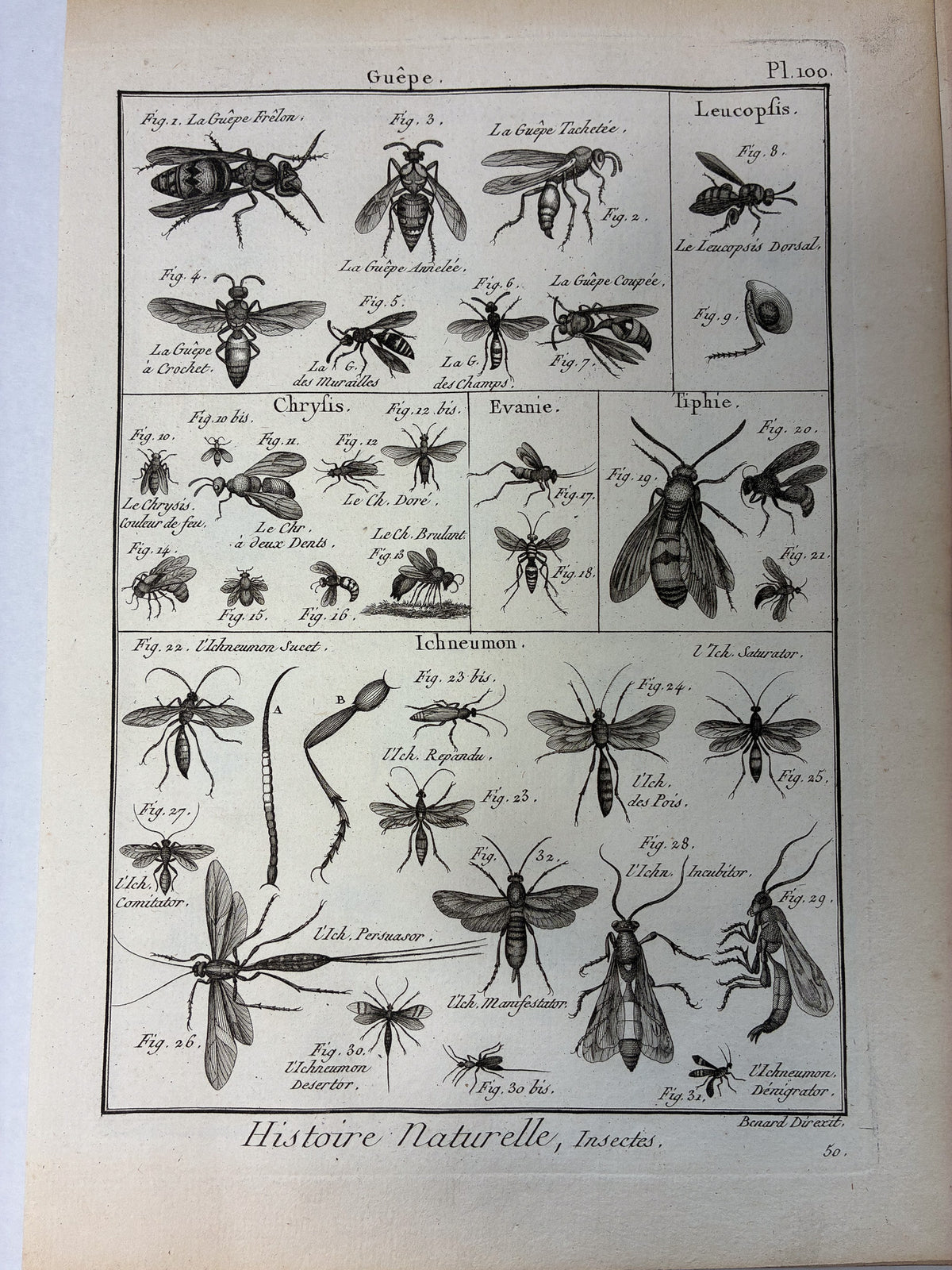 Set aus 12 originalen Kupferstichen aus dem 18. Jahrhundert – Histoire Naturelle: Insectes – Robert Bénard, ca. 1785–1790