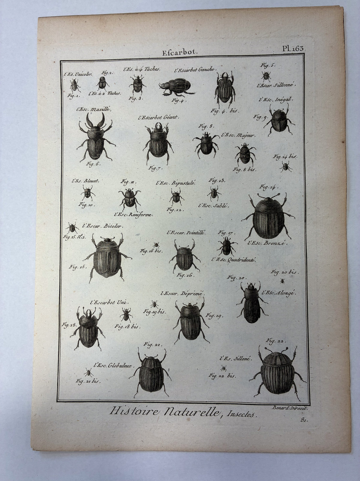 Set aus 12 originalen Kupferstichen aus dem 18. Jahrhundert – Histoire Naturelle: Insectes – Robert Bénard, ca. 1785–1790