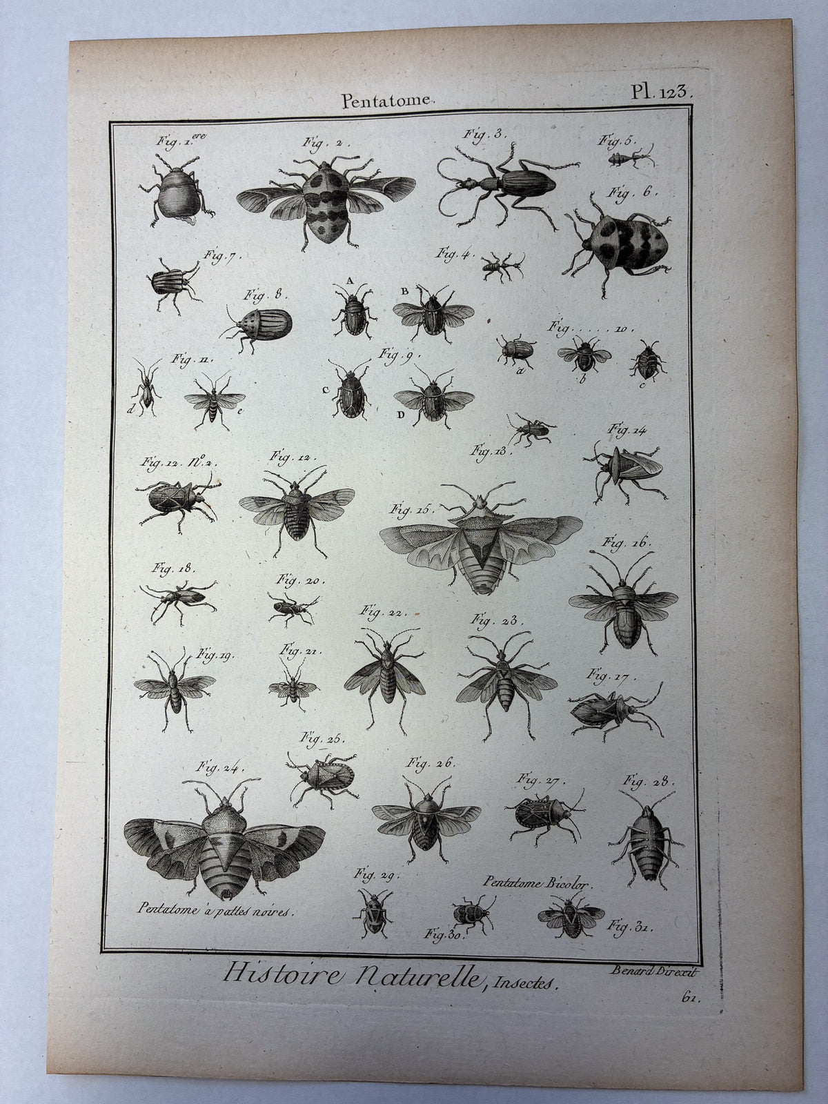 Set aus 12 originalen Kupferstichen aus dem 18. Jahrhundert – Histoire Naturelle: Insectes – Robert Bénard, ca. 1785–1790